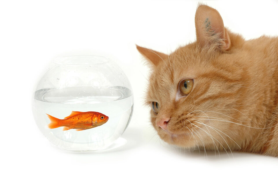 Katze sieht sich einen Goldfisch an