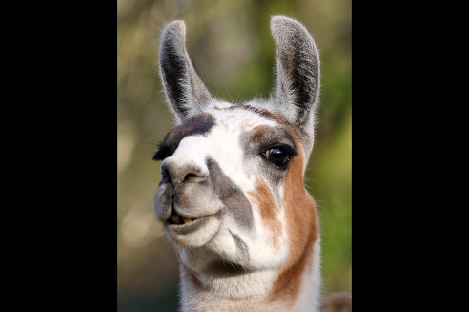 primer plano de una llama