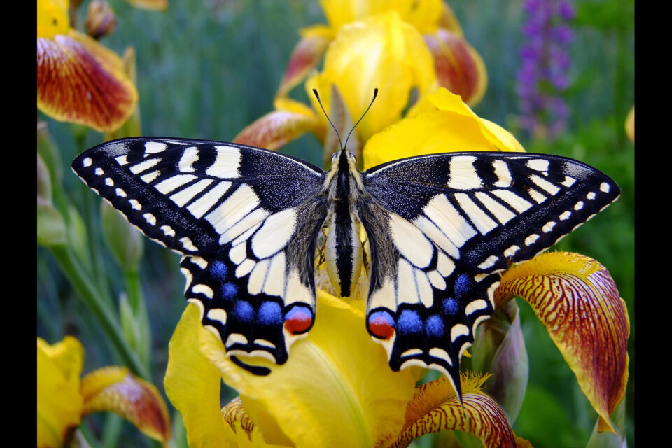 Le papillon est une créature totalement différente de la chenille qu’il était avant.