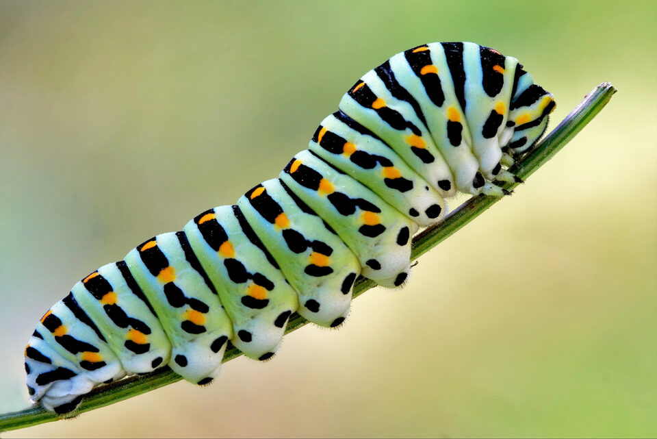 chenille papillon à queue d’hirondelle