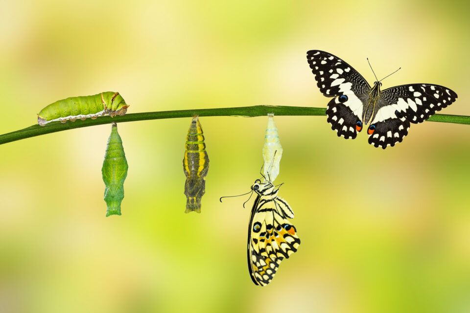 la transformation physique d’une chenille en papillon