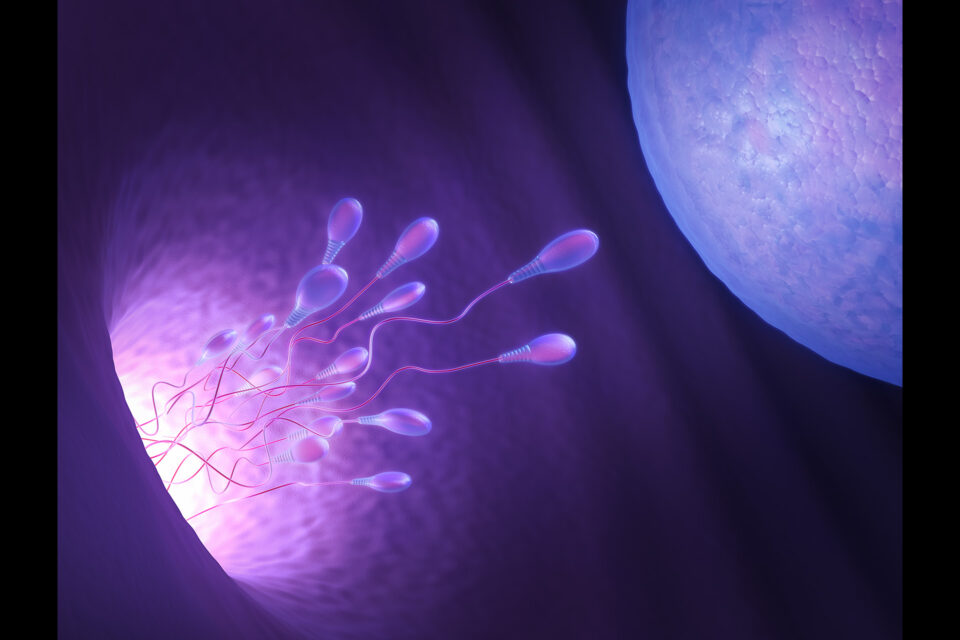 sperm seeking egg