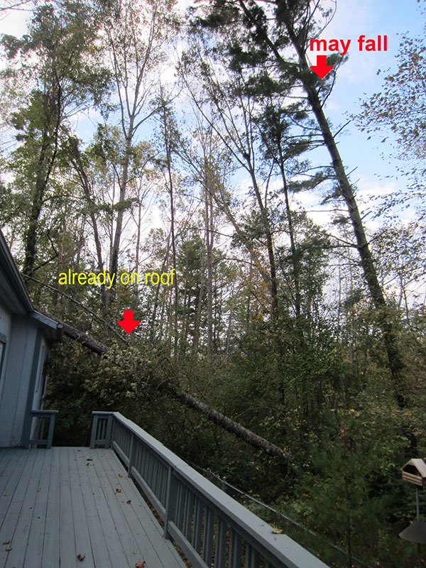 pine leaning toward house